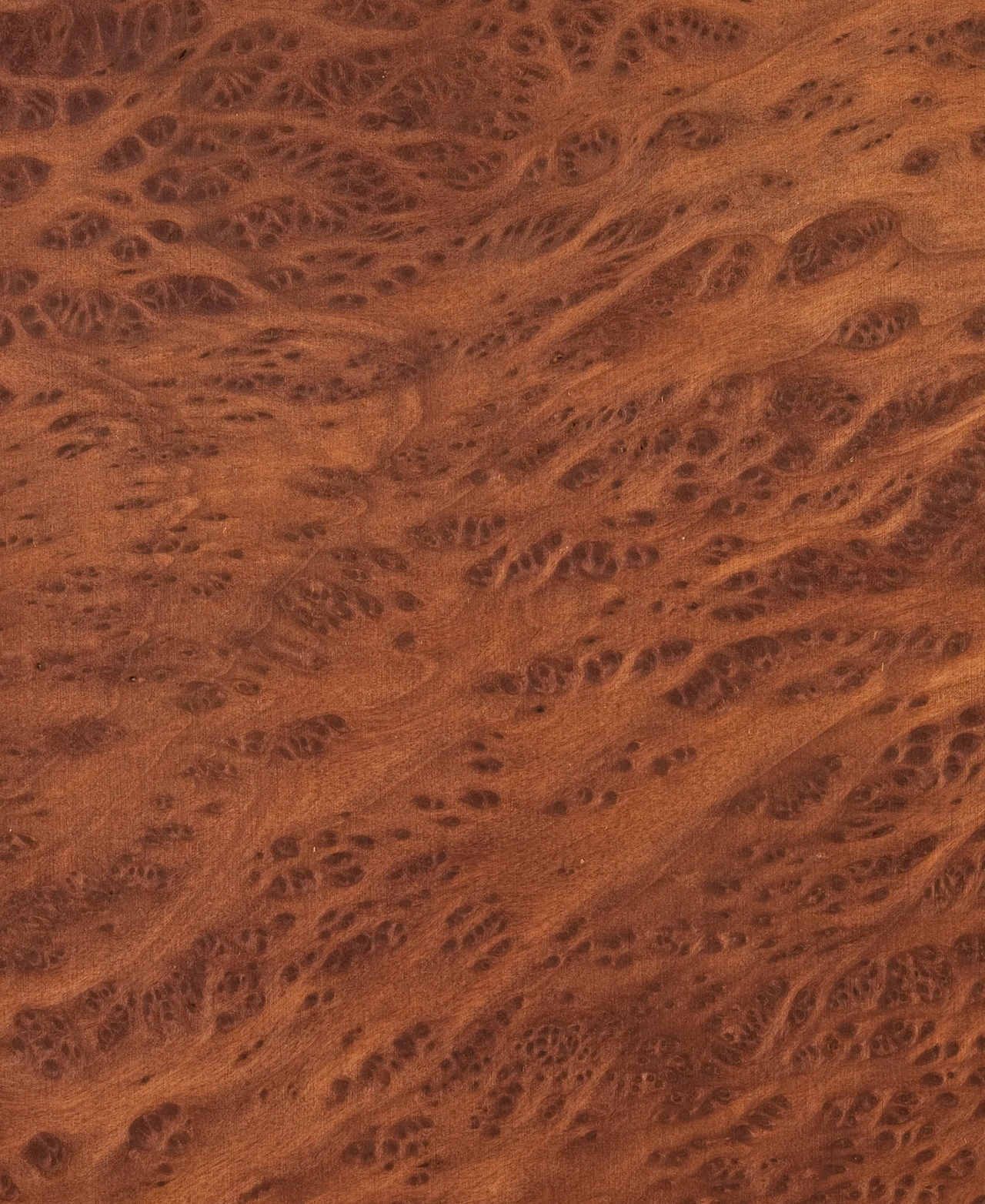 picture alternative text