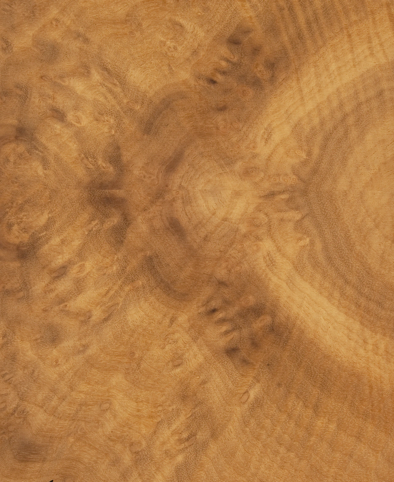 picture alternative text