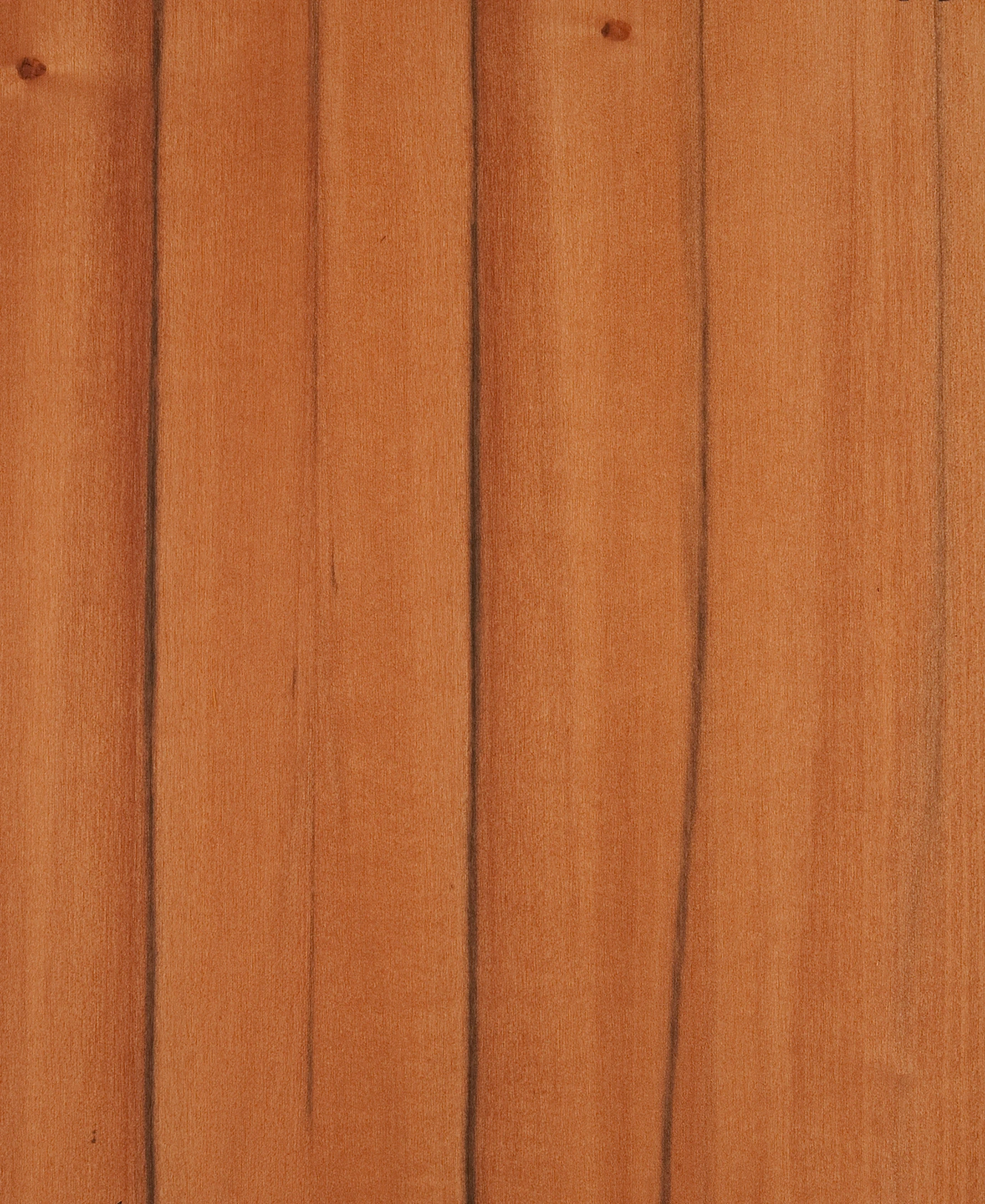 picture alternative text